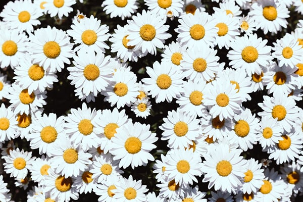/flowers/white-chrysanthemum
