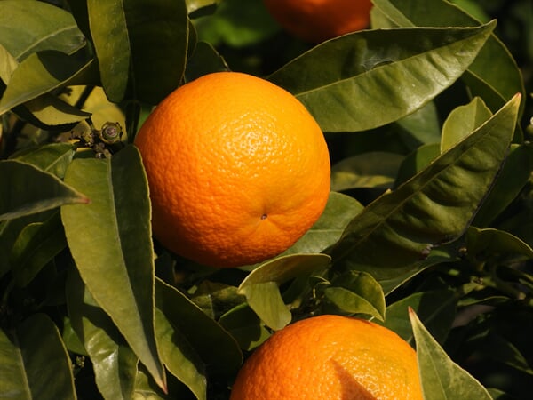 /agriculture/fruit/oranges-health-benefits-nutrition-diet-and-risks